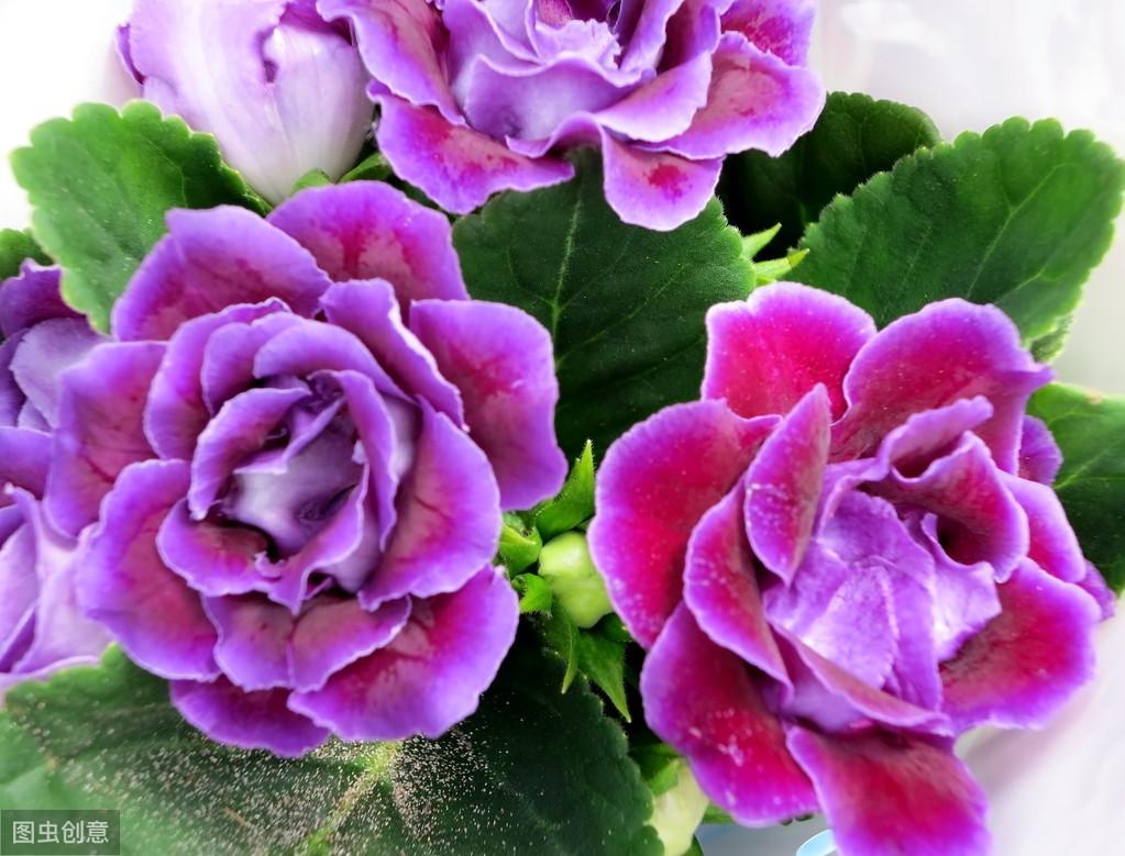 芙蓉渡演员表,芙蓉渡演员表