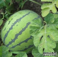 第1084页