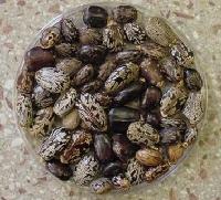 麻籽行情揭秘，小巷深处的独特风情探索