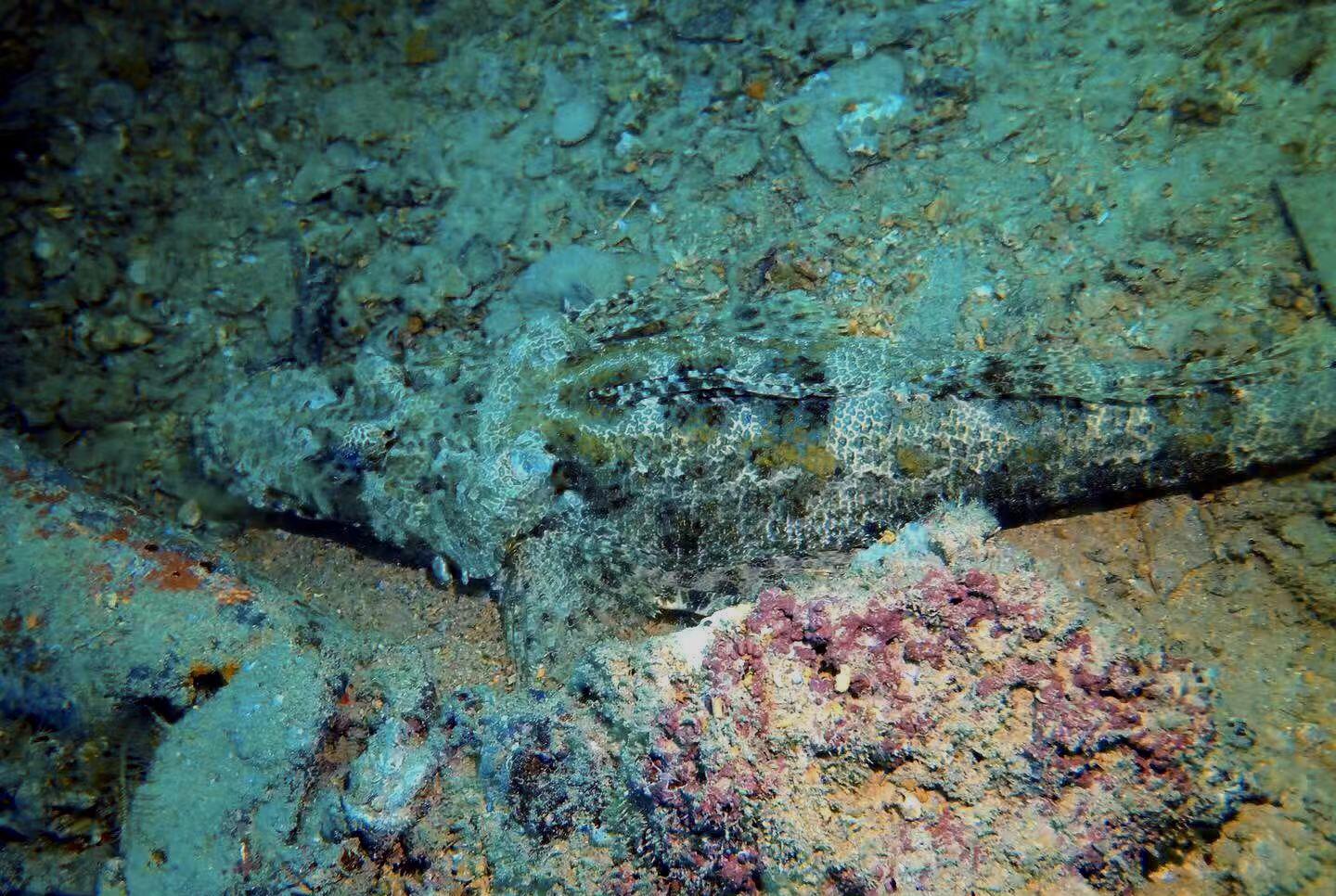 神秘海洋生物最新发现揭秘，蓝色秘境与巷弄独特小店探秘