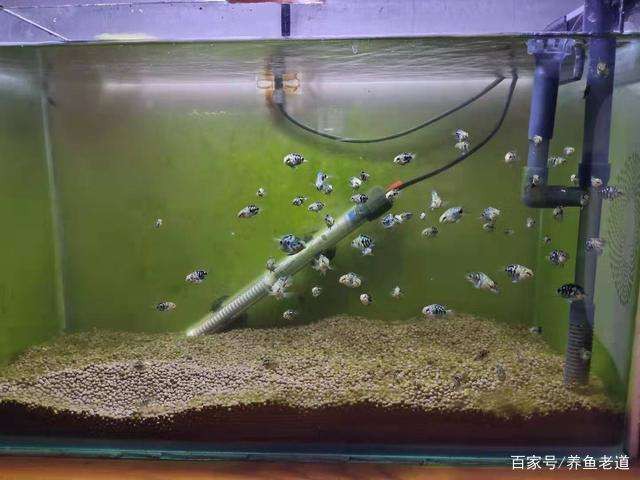 最新卷养鱼，鱼乐日常的无穷趣事