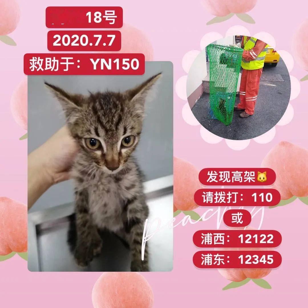 最新七猫，温馨日常趣事分享