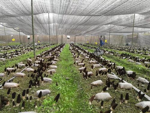 最新大棚温室技术革新引领绿色革命