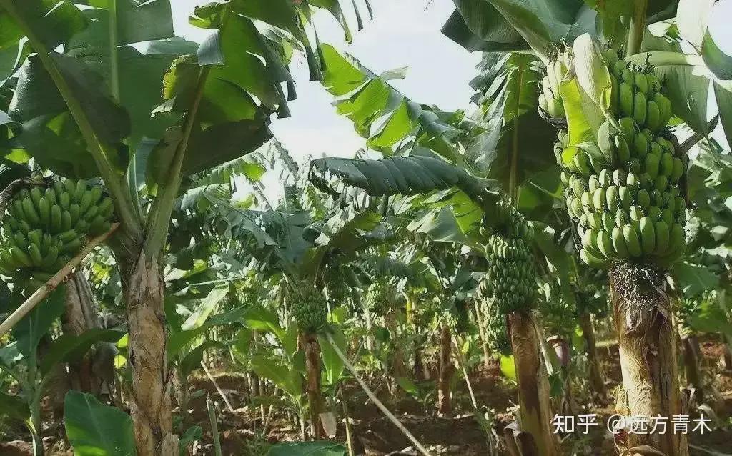 大香蕉久草最新网站，网络时代绿色娱乐新领域的探索